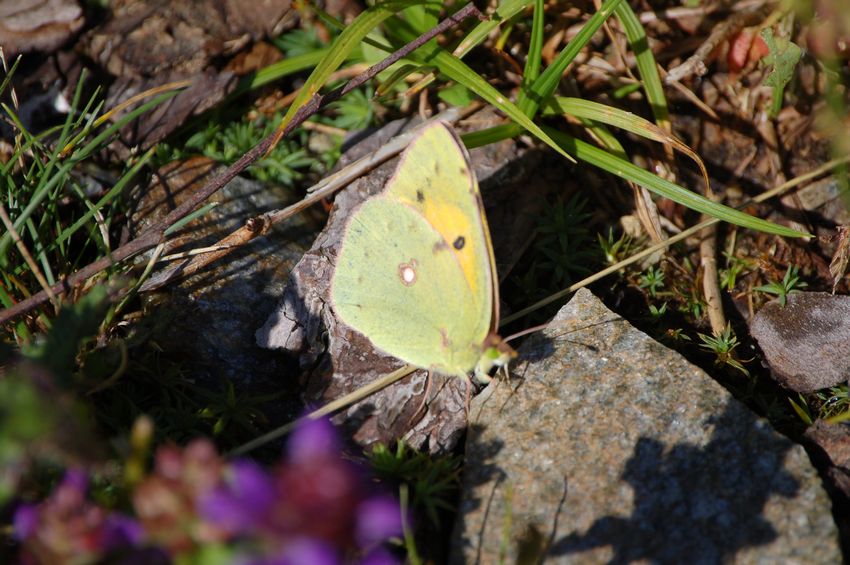 Ad ali aperte - Colias crocea